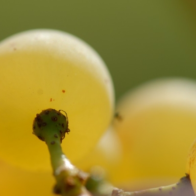 Chardonnay ANT 0904